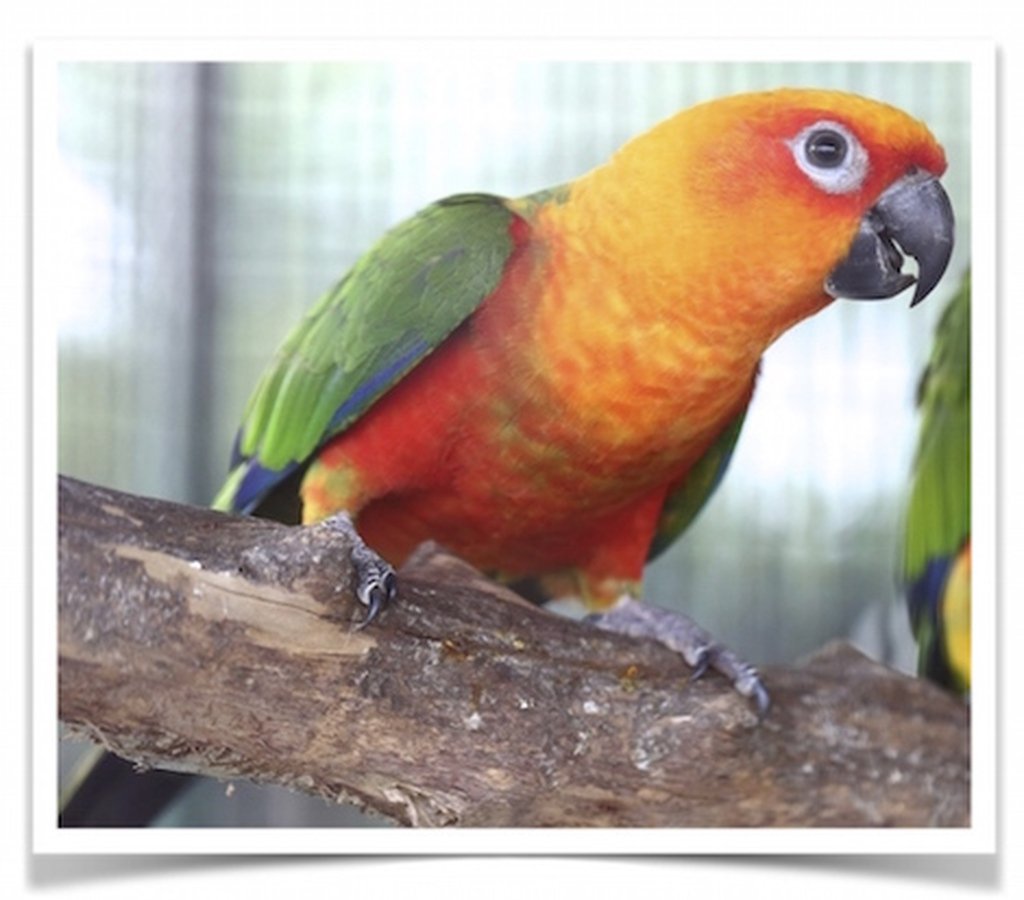 Buy Conure - Jenday (Jandaya Parakeet) Online - Image 2