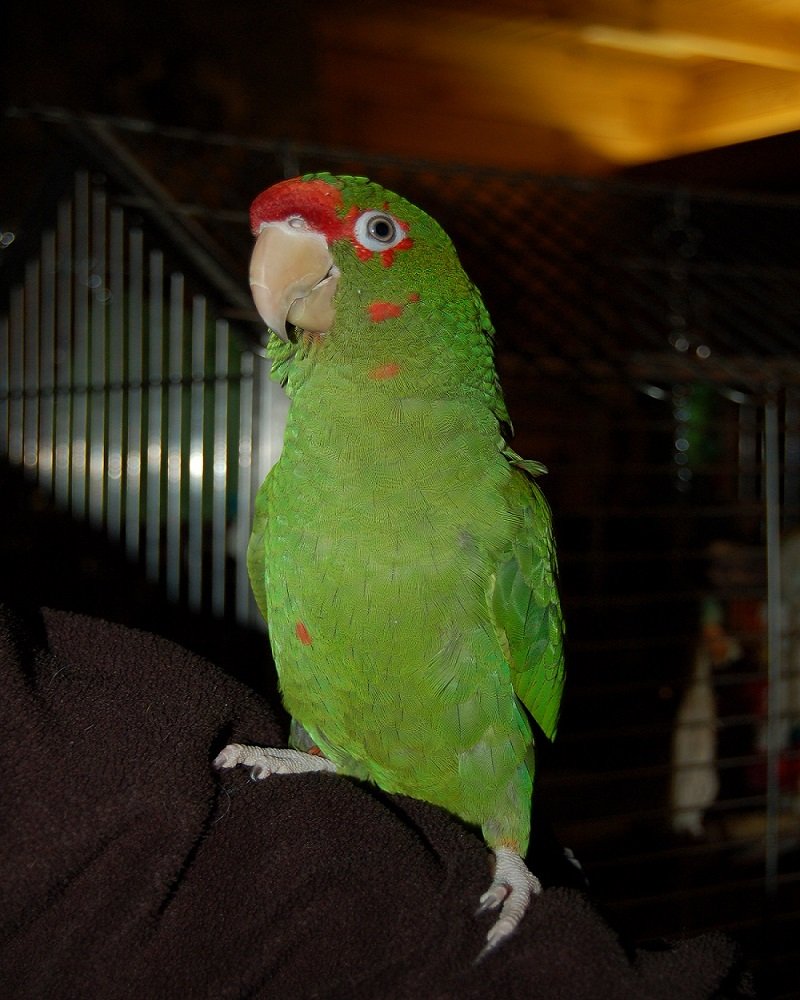 BUY MILITARY MACAW ONLINE