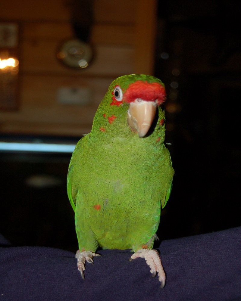 BUY MILITARY MACAW ONLINE - Image 3