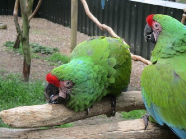 BUY MILITARY MACAW ONLINE - Image 4