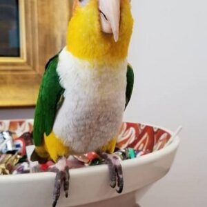 BUY WHITE BELLIED CAIQUE FOR SALE