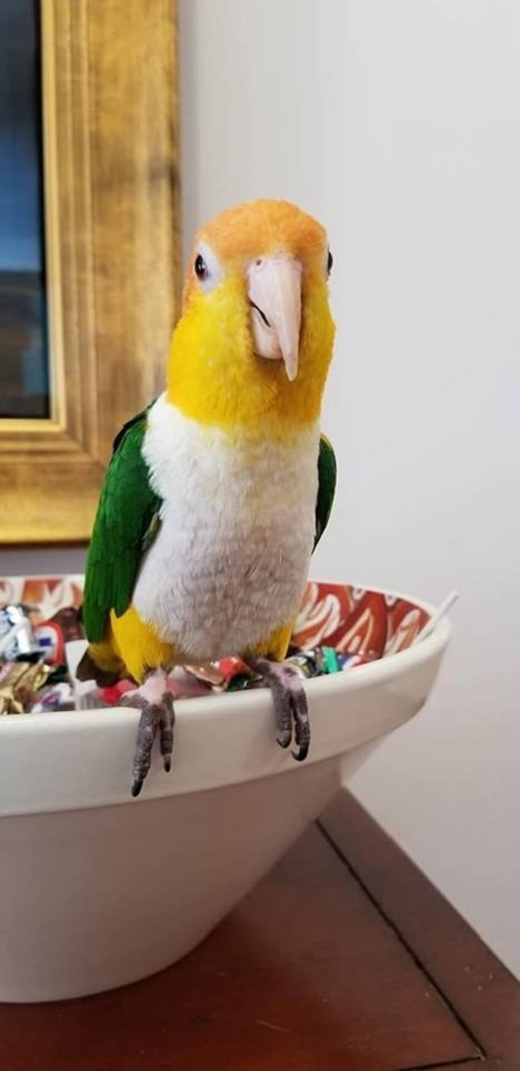 BUY WHITE BELLIED CAIQUE FOR SALE