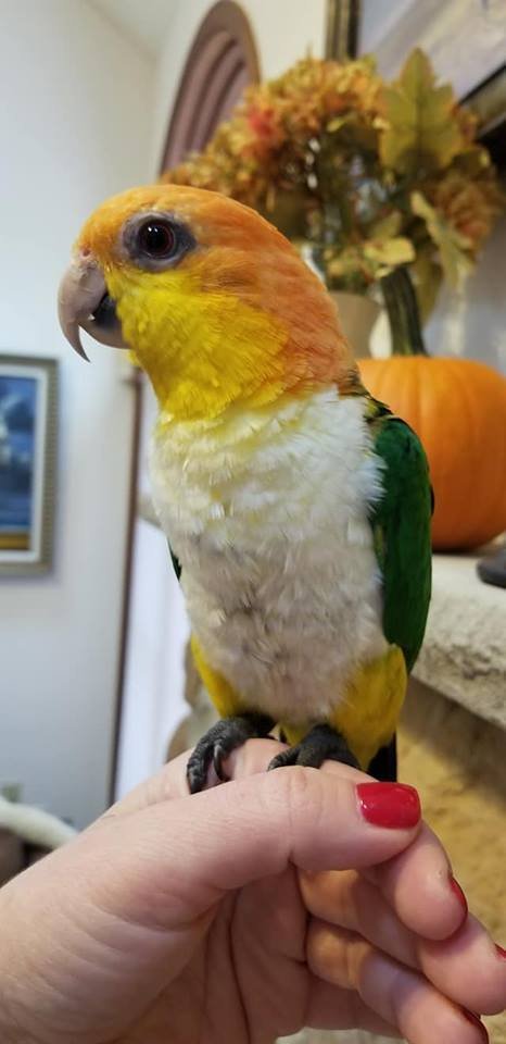 BUY WHITE BELLIED CAIQUE FOR SALE - Image 5
