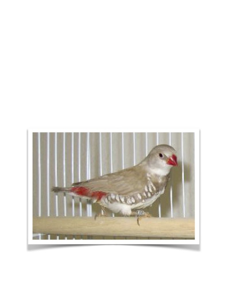Buy Fawn Diamond Firetail Online