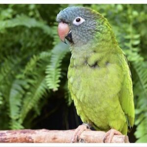 Buy Blue Crowned Conure Online