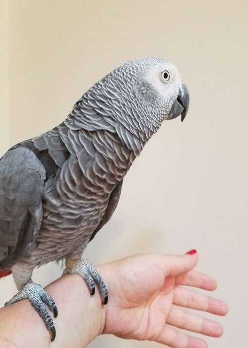 BUY AFRICAN GREY PARROT FOR SALE