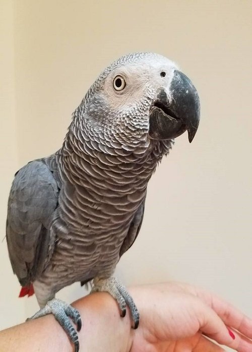 BUY AFRICAN GREY PARROT FOR SALE - Image 3