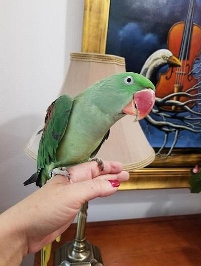 BUY ALEXANDRINE PARAKEET FOR SALE - Image 2