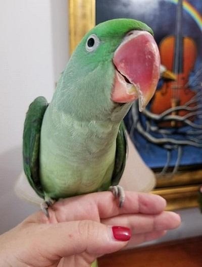 BUY ALEXANDRINE PARAKEET FOR SALE