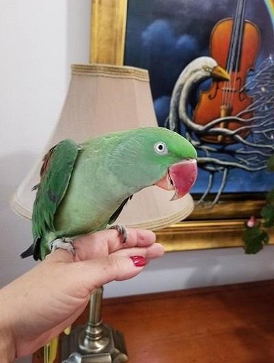 BUY ALEXANDRINE PARAKEET FOR SALE - Image 4