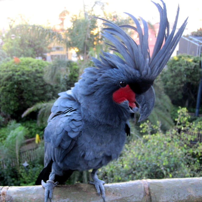 BUY BLACK PALM COCKATOO FOR SALE - Image 2