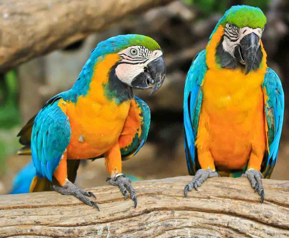 Buy Blue & Yellow Macaw Online
