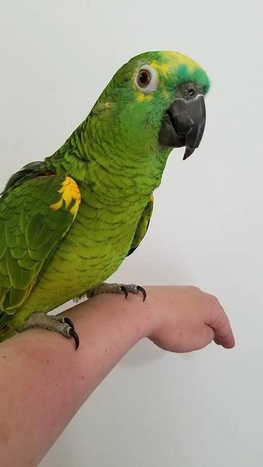 BUY BLUE FRONTED AMAZON FOR SALE - Image 2