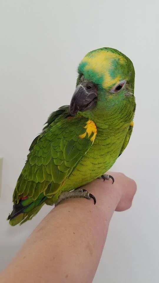 BUY BLUE FRONTED AMAZON FOR SALE - Image 3