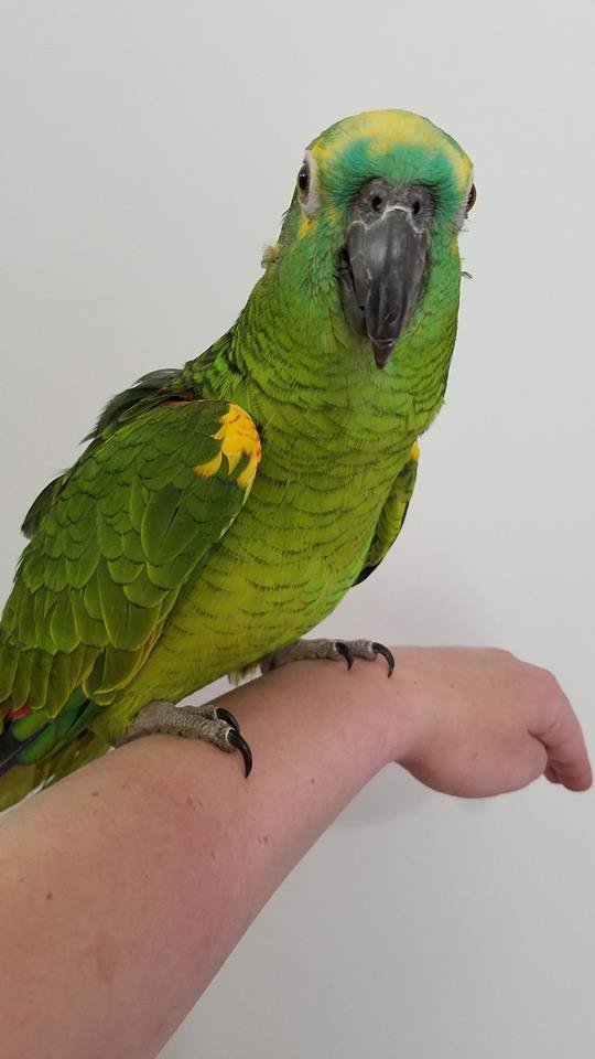 BUY BLUE FRONTED AMAZON FOR SALE - Image 4