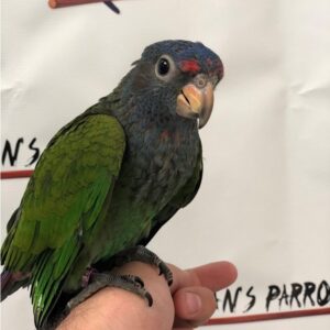 BUY BLUE HEADED PIONUS FOR SALE
