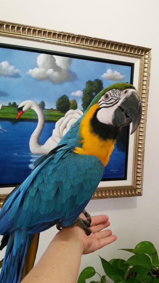 BUY CHEAP MACAWS ONLINE - Image 2