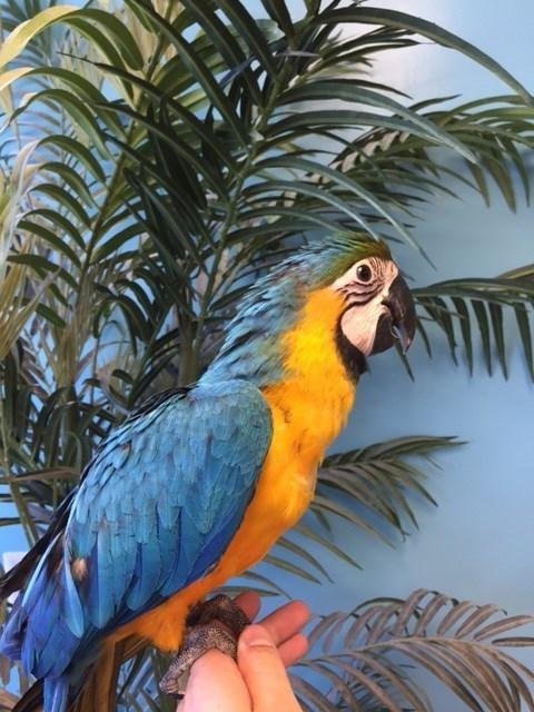 BUY CHEAP MACAWS ONLINE - Image 3
