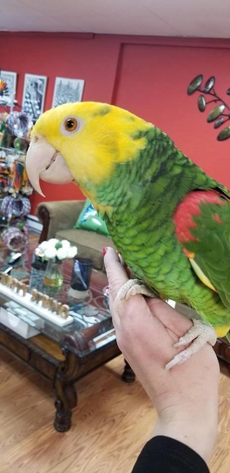 BUY DOUBLE YELLOW HEADED AMAZON FOR SALE