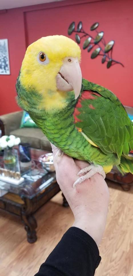 BUY DOUBLE YELLOW HEADED AMAZON FOR SALE - Image 2