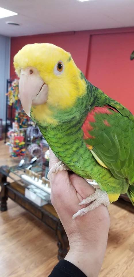 BUY DOUBLE YELLOW HEADED AMAZON FOR SALE - Image 3