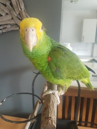 BUY DOUBLE YELLOW HEADED AMAZON FOR SALE - Image 4