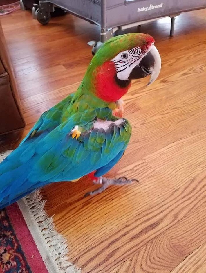 BUY HARLEQUIN MACAW FOR SALE
