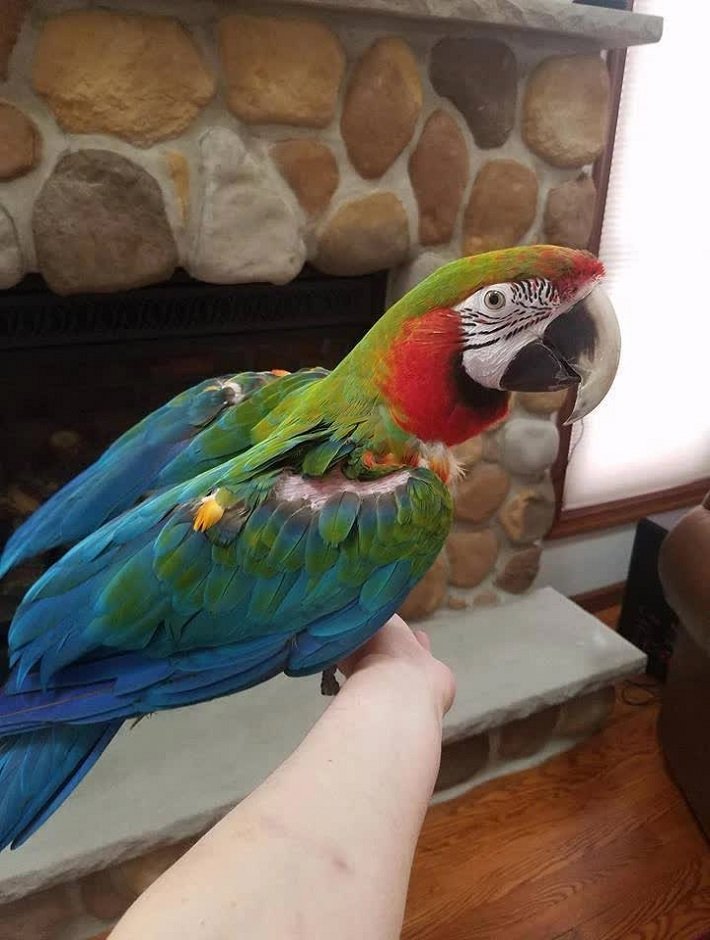 BUY HARLEQUIN MACAW FOR SALE - Image 2