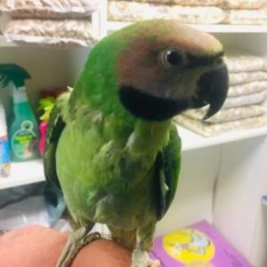 BUY MUSTACHE PARAKEET FOR SALE