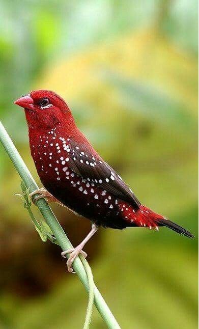 BUY STRAWBERRY FINCHES FOR SALE