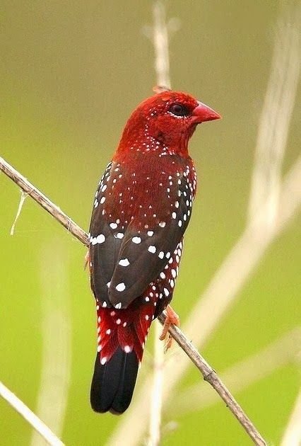 BUY STRAWBERRY FINCHES FOR SALE - Image 2