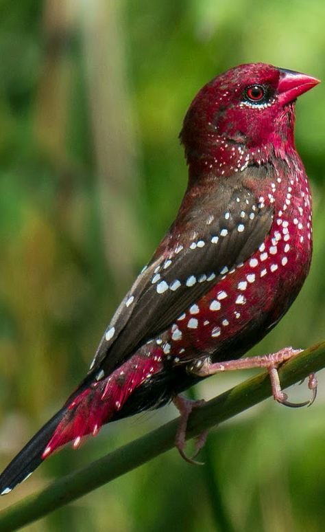 BUY STRAWBERRY FINCHES FOR SALE - Image 3