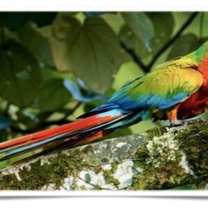 Buy Camelot Macaw Online