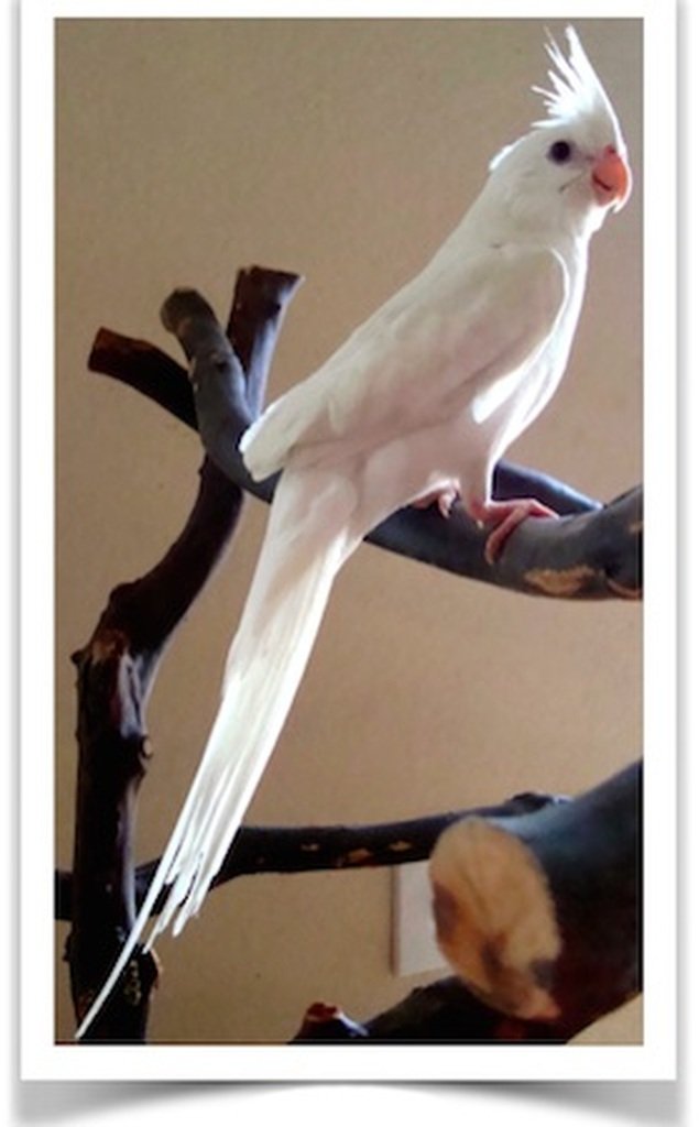 Buy Cockatiel - Albino Online
