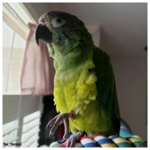 Dusky Headed Conure