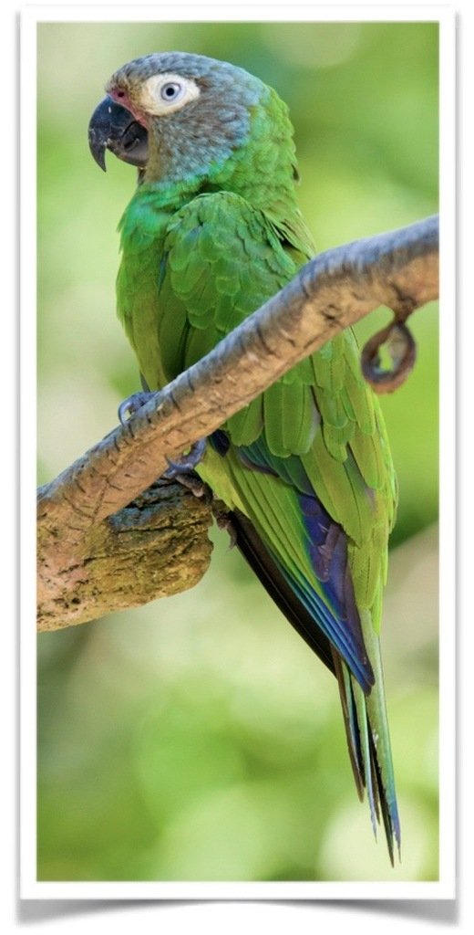 Buy Dusky-headed Conure Online