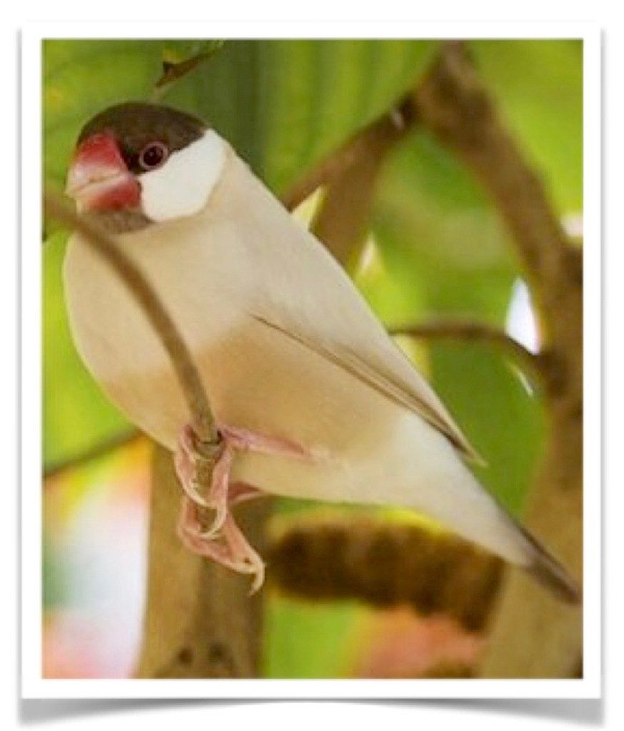 Buy Java Rice Finch - Fawn Online