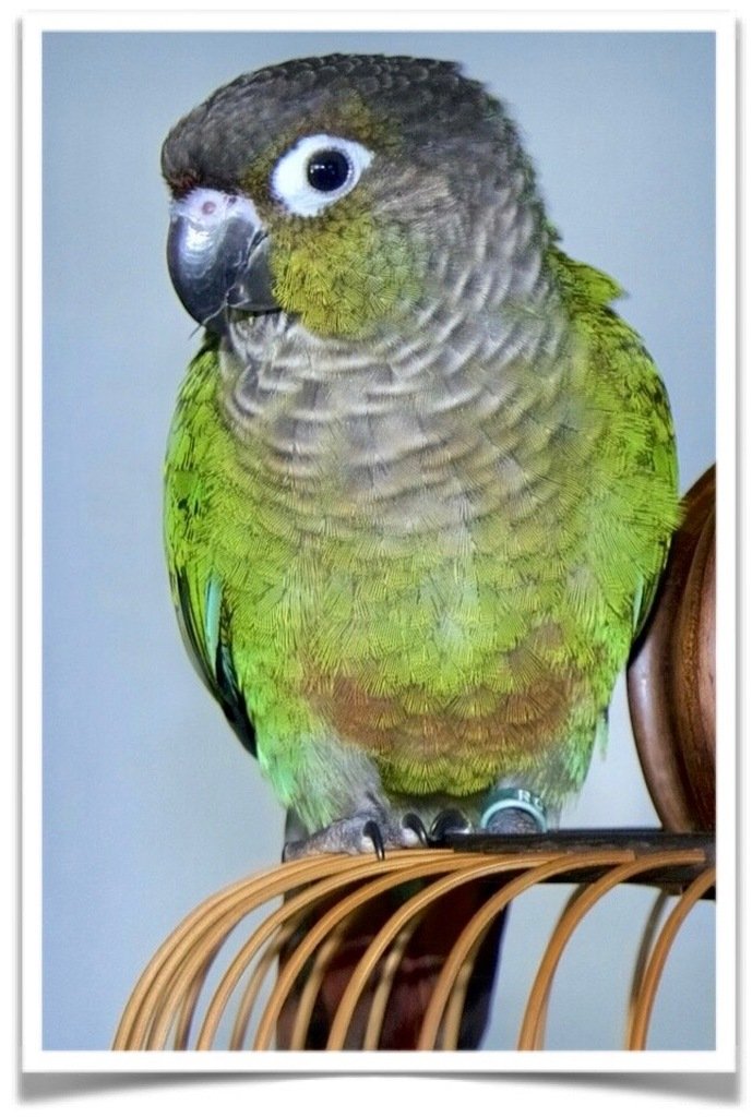 Buy Green Cheek Conure Normal Online - Image 2