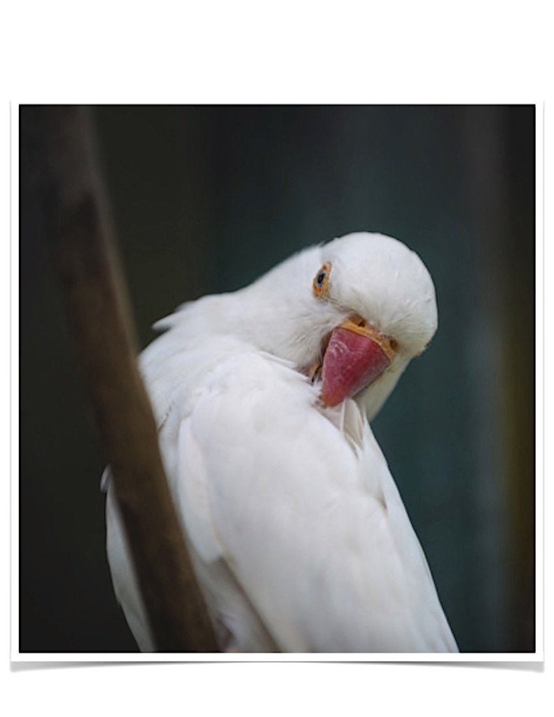 Buy Albino Indian Ringneck Parakeet Online - Image 2