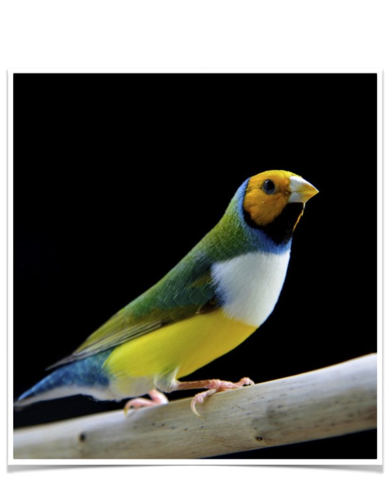 Buy Lady Gouldian Green Back Normal (BLACK HEAD MALE ONLY) Online - Image 9