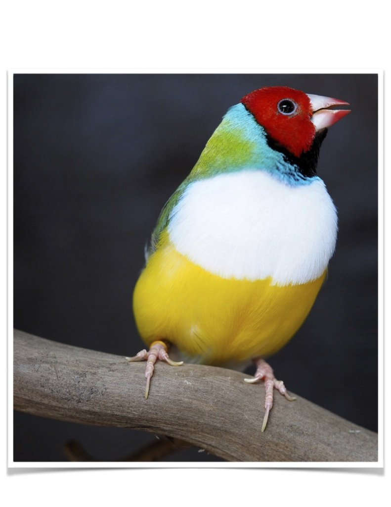 Buy Lady Gouldian Green Back Normal (BLACK HEAD MALE ONLY) Online - Image 6