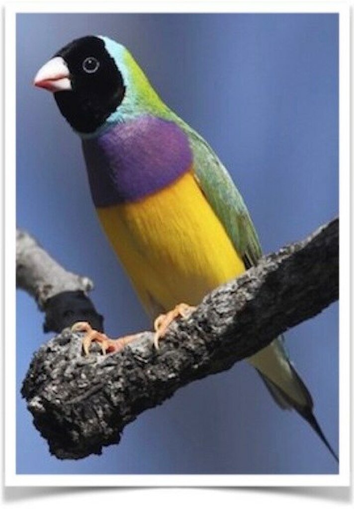 Buy Lady Gouldian Green Back Normal (BLACK HEAD MALE ONLY) Online - Image 5