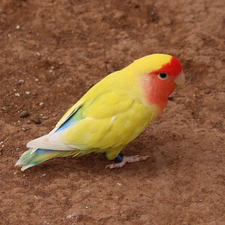 LUTINO PEACH FACED LOVEBIRD FOR SALE - Image 3