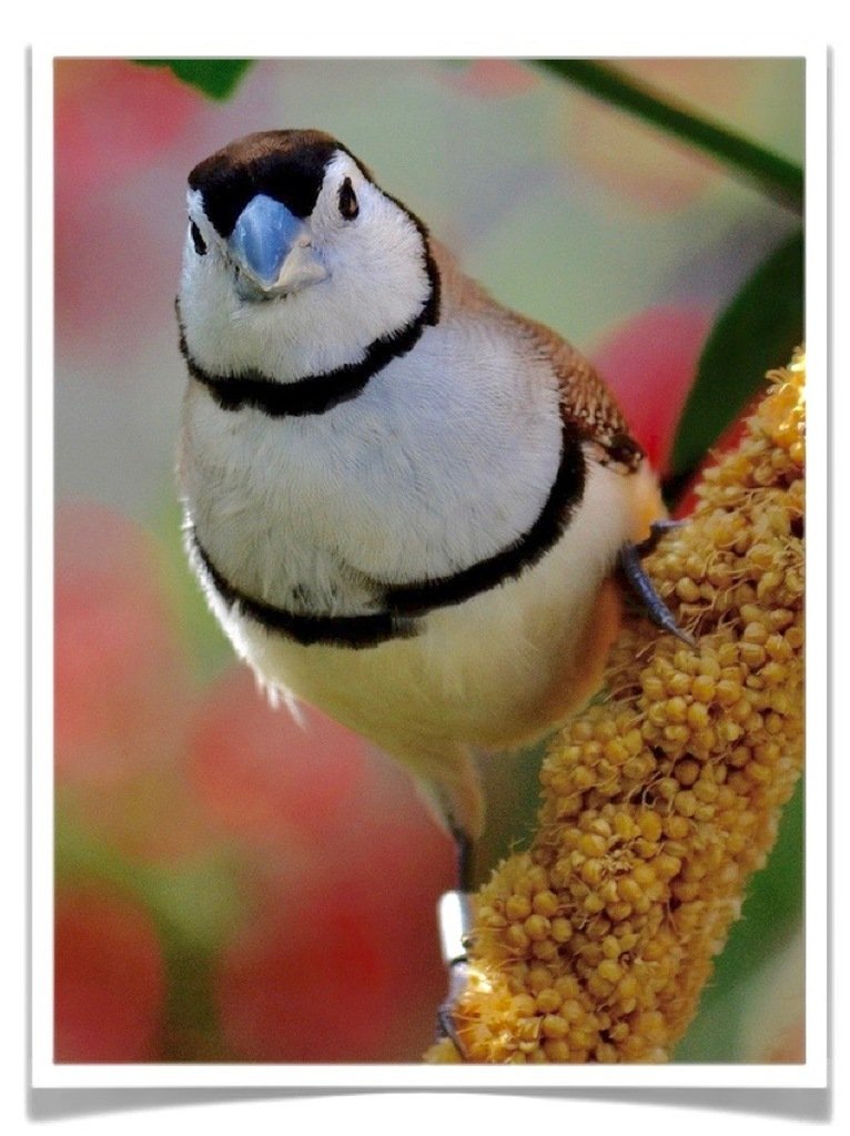 Buy Owl Finch Online