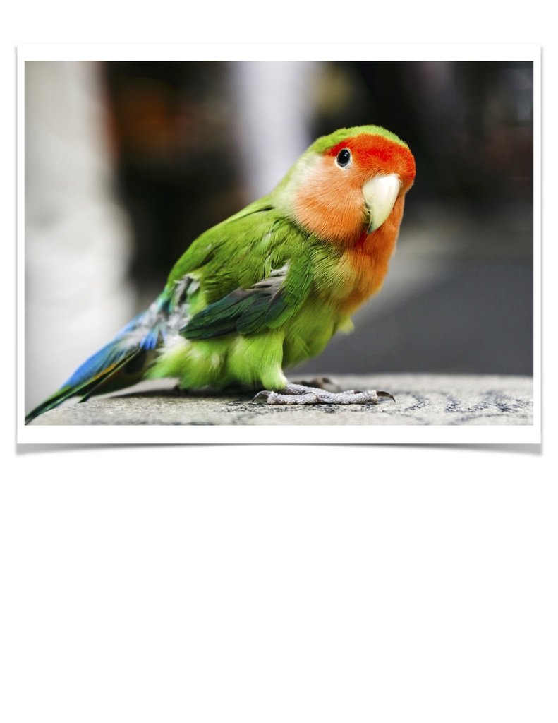 Buy Lovebirds - Peach-faced Online - Image 3