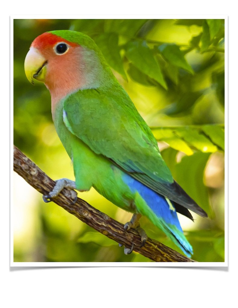 Buy Lovebirds - Peach-faced Online