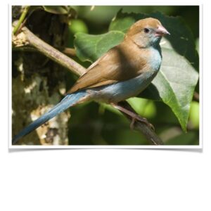 Buy Red Cheeked Cordon Bleu Finch Online