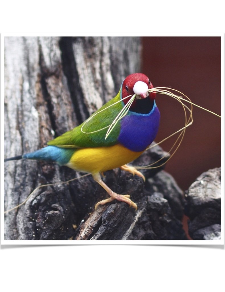 Buy Lady Gouldian Green Back Normal (BLACK HEAD MALE ONLY) Online - Image 8