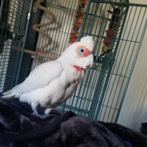 Slender-Billed Cockatoo
