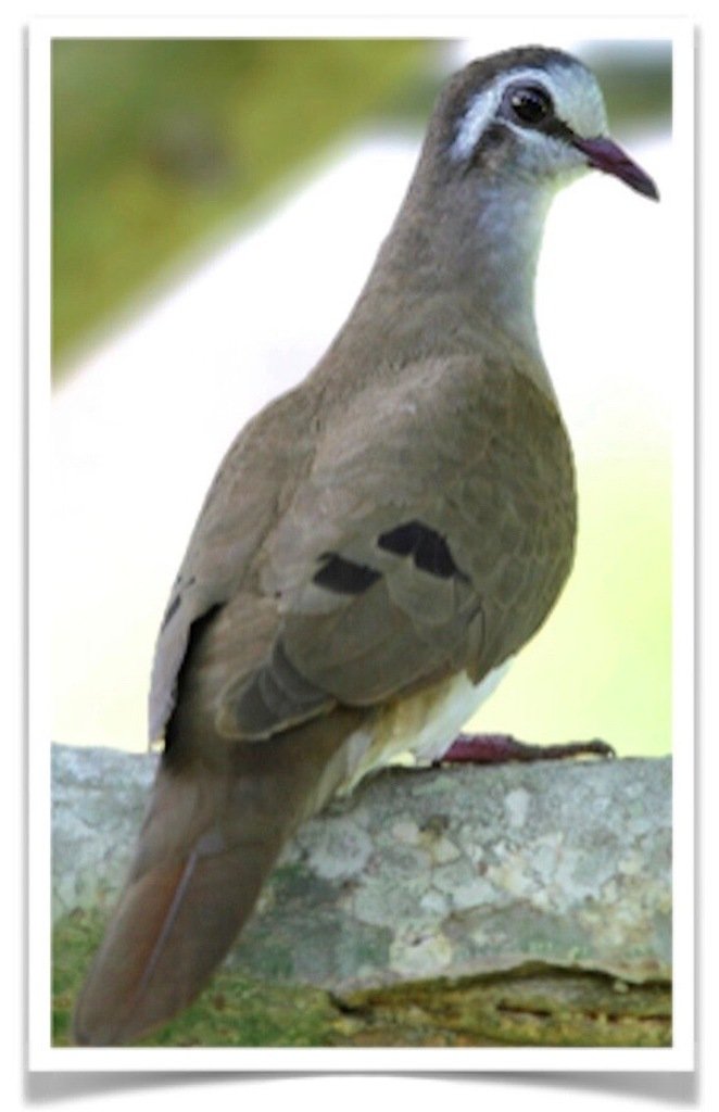 Buy Tambourine Doves Online